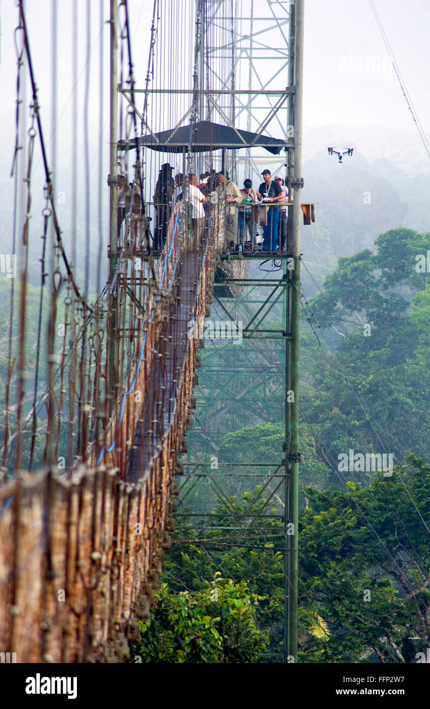 Tettoia sopra Amazzonia Foresta correva in Ecuador Foto Stock