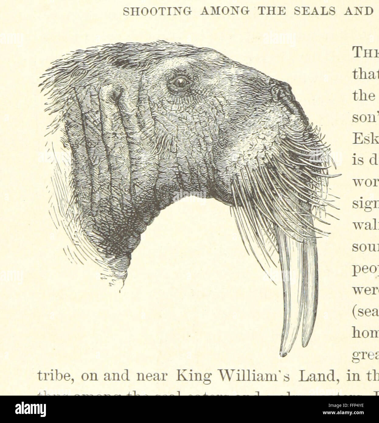 "Nimrod nel nord" è un libro vintage che descrive le avventure di caccia e pesca nelle regioni artiche, con narrazioni di esplorazione e sopravvivenza in ambienti difficili. Foto Stock