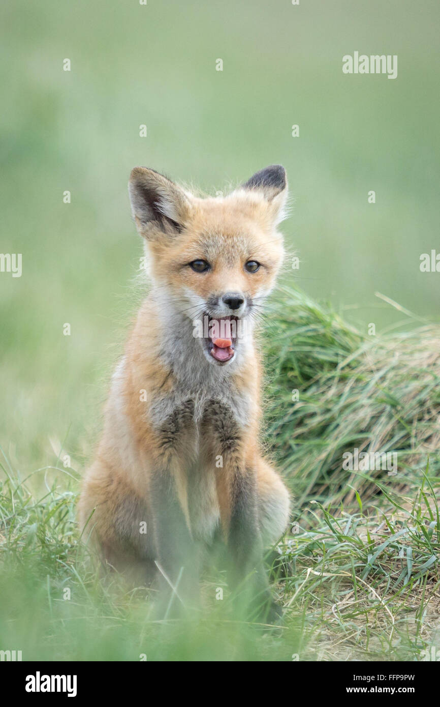 Una sonnolenta Red Fox (Vulpes vulpes vulpes) pup Foto Stock