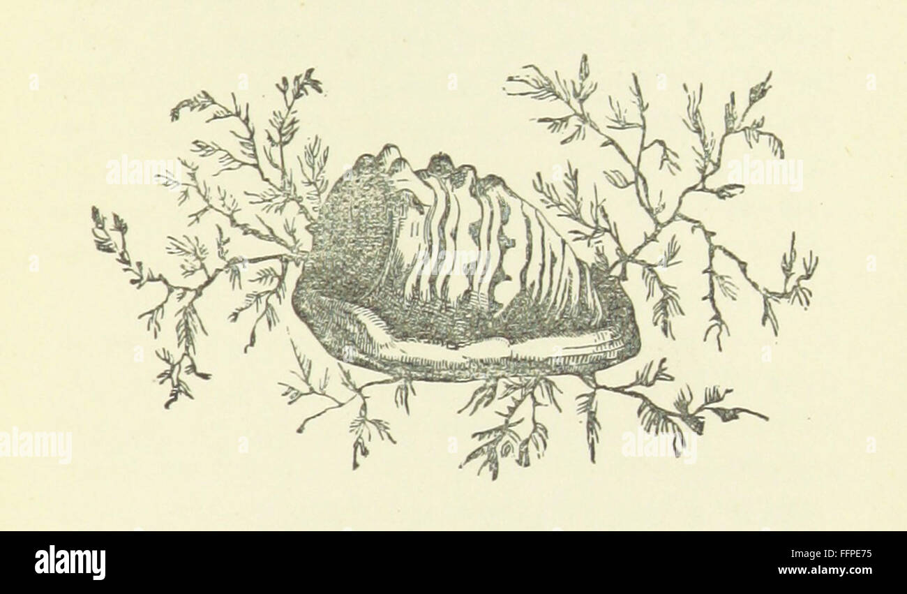 "FIT to Be a Duchessa" è una raccolta di storie incentrate sul coraggio e sui principi, con illustrazioni di E.H. Corbould e J. Absolon. Il libro enfatizza temi di coraggio, onore e integrità personale in vari contesti storici e immaginari. Foto Stock