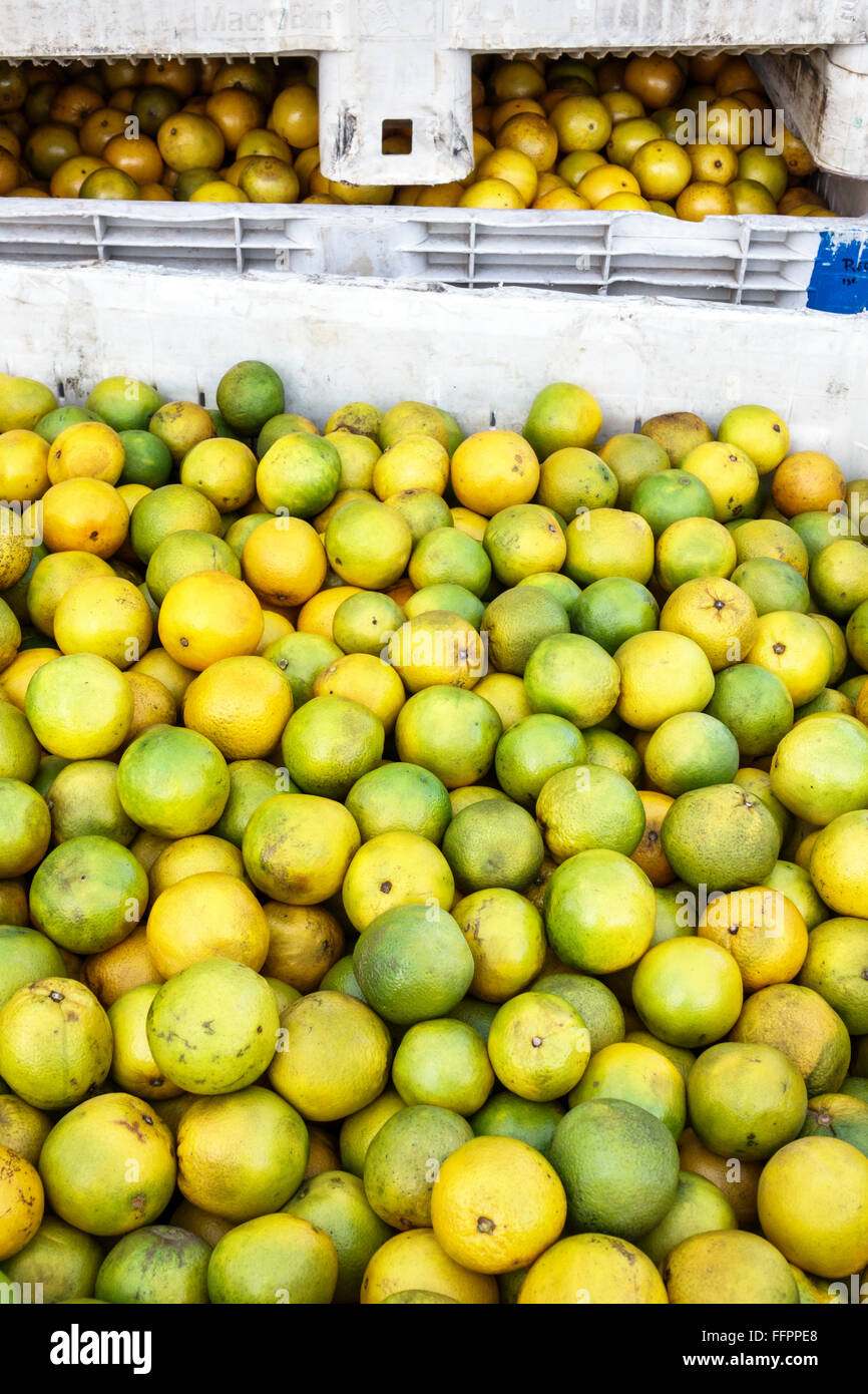 Florida,Sud,FL,Sud,Wildwood,arance,vendita,merchandising,prodotti vendita espositore,Indian River Water Fruit,shopping shopper negozi m Foto Stock