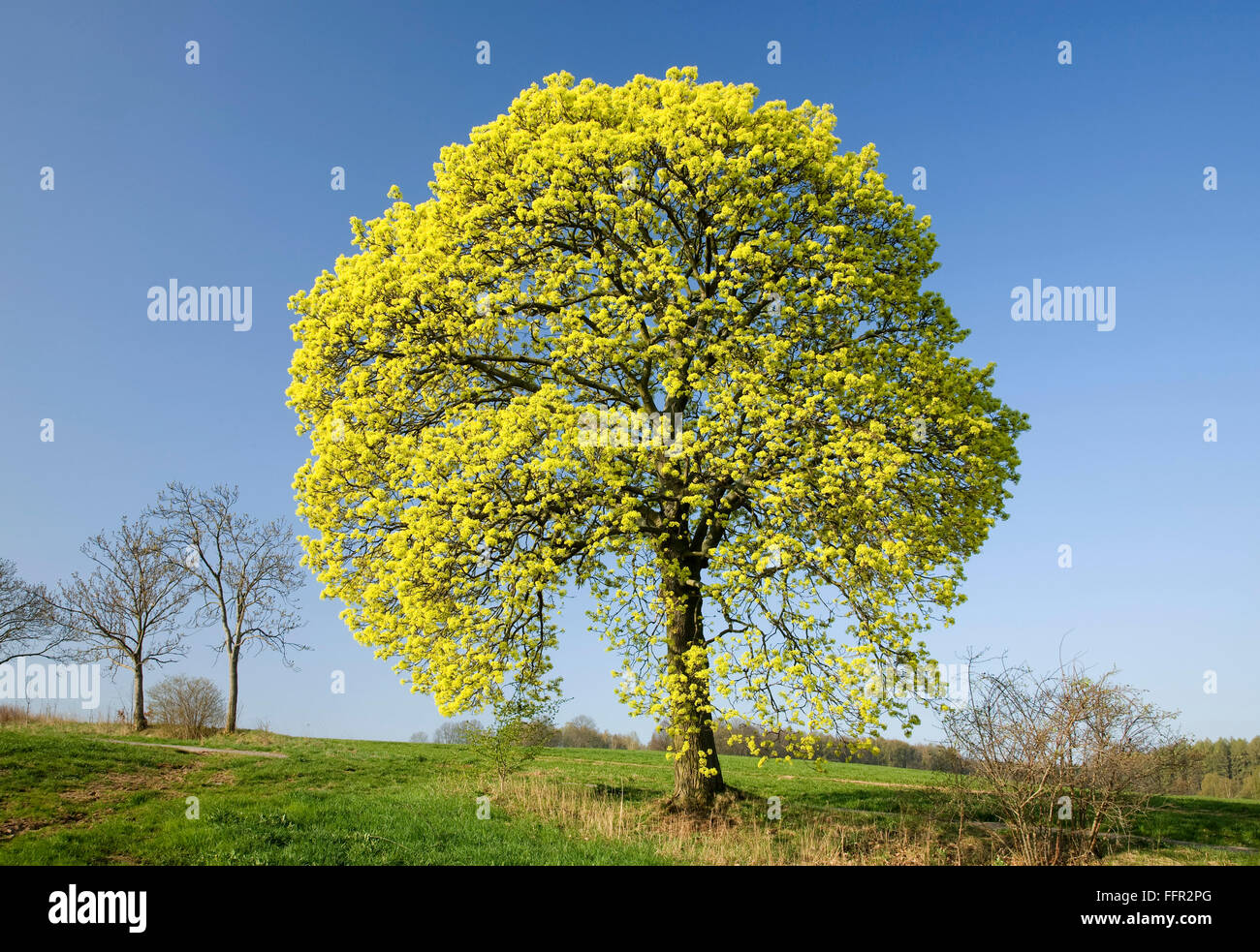 Fioritura (acero Acer platanoides) in primavera, in Sassonia, Germania Foto Stock