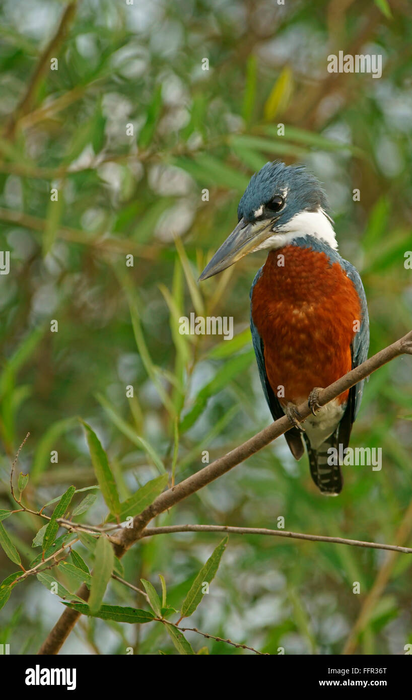 Di inanellare Kingfisher (Megaceryle torquata) seduto sul ramo, Pantanal, Mato Grosso, Brasile Foto Stock