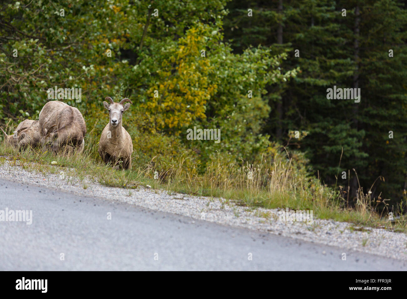 Pecora di pietra, ovis dalli stonei, dallâ pecore, Banff Nationalpark, Valle di Sole, Alberta, Canada Foto Stock