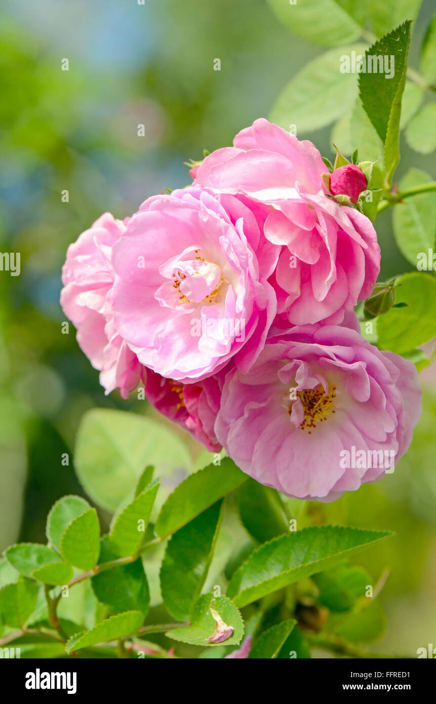 Rosa Rose Inglesi su sfocato Giardino di Rose sfondo. Foto Stock