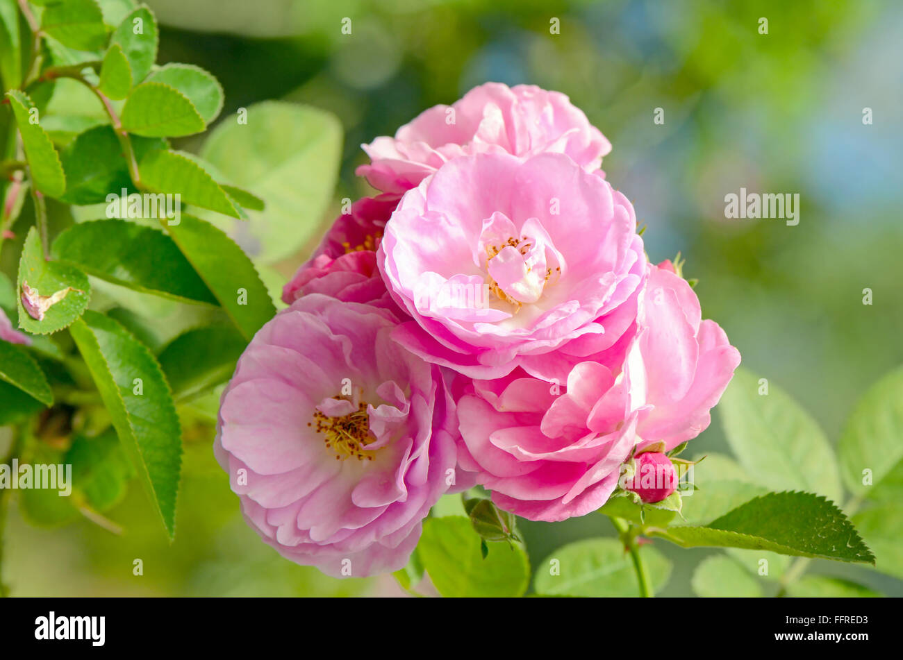 Rosa Rose Inglesi su sfocato Giardino di Rose sfondo. Foto Stock