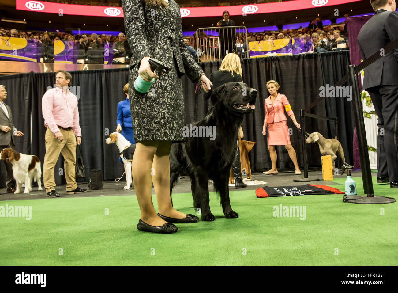 New York, Stati Uniti d'America. Il 16 febbraio, 2016. I gestori e i loro cani si prepara ad entrare nel ring a il centoquarantesimo Westminster Kennel Club Dog Show al Madison Square Garden. La donna in primo piano ha un flacone spray di acqua per lo sposo il suo cane del mantello. Credit: Ed Lefkowicz/Alamy Live News Foto Stock