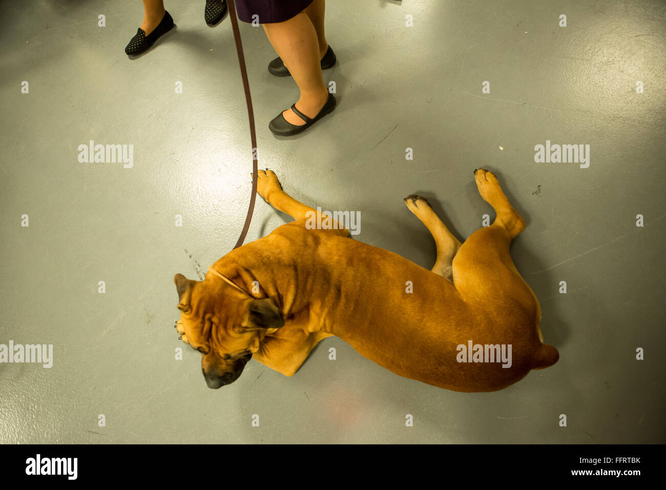 New York, Stati Uniti d'America. Il 16 febbraio, 2016. Un Boerboel denominato Oblio rilassa prima di entrare nel ring a il centoquarantesimo Westminster Kennel Club Dog Show al Madison Square Garden. Questo è il primo anno la razza, un africano mastiff, è stato riconosciuto dal club. Credit: Ed Lefkowicz/Alamy Live News Foto Stock