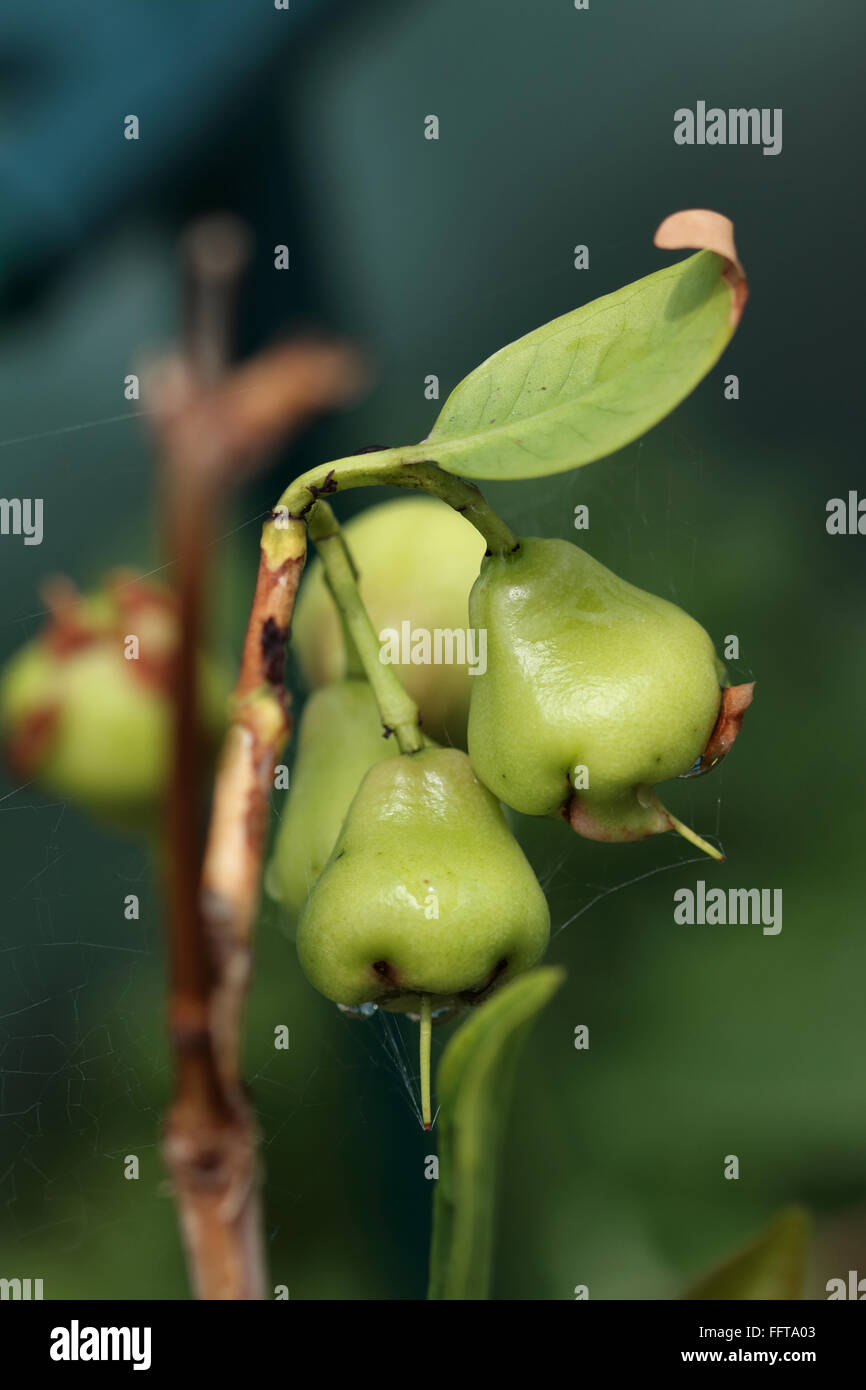 Giovani Syzgium samarangense o noto come cera Jambu cresce su un albero Foto Stock