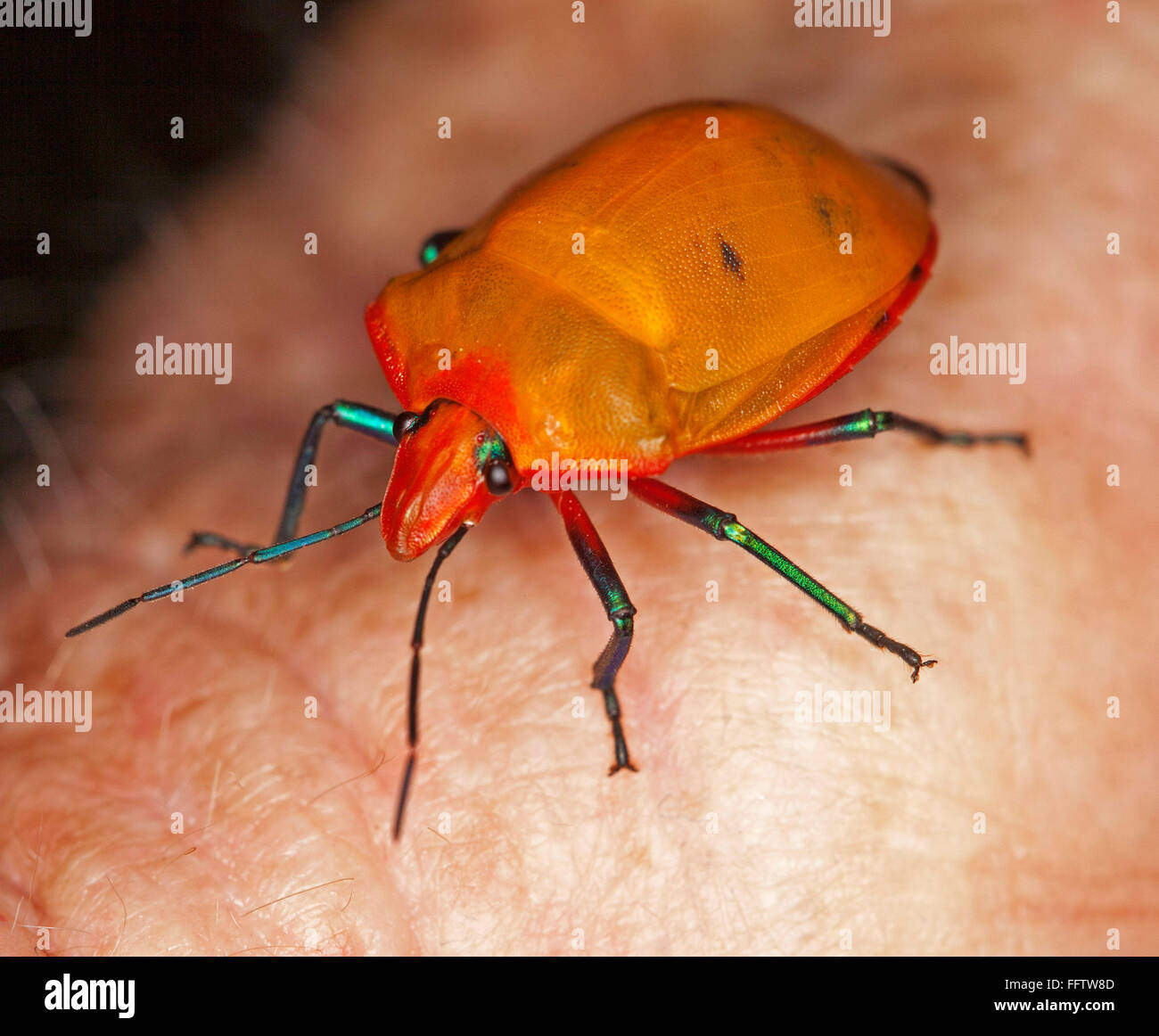 Spettacolare vivido arancione e rosso di insetto, Australian arlecchino / gioiello bug, Tectocoris diophthalmus sulla mano del giardiniere Foto Stock