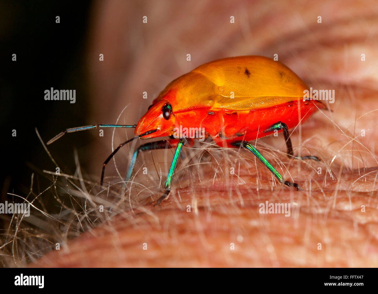 Spettacolare vivido arancione e rosso di insetto, Australian arlecchino / gioiello bug, Tectocoris diophthalmus tra i capelli sul braccio del giardiniere Foto Stock