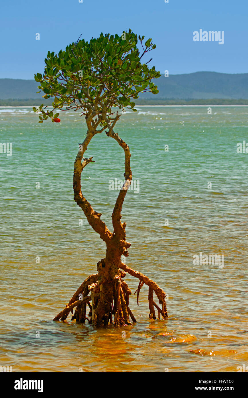 Solitario albero di mangrovie con radici aeree esposte in crescita in poco profonde acque blu di estuario del fiume sulla costa di Australia sotto il cielo blu Foto Stock