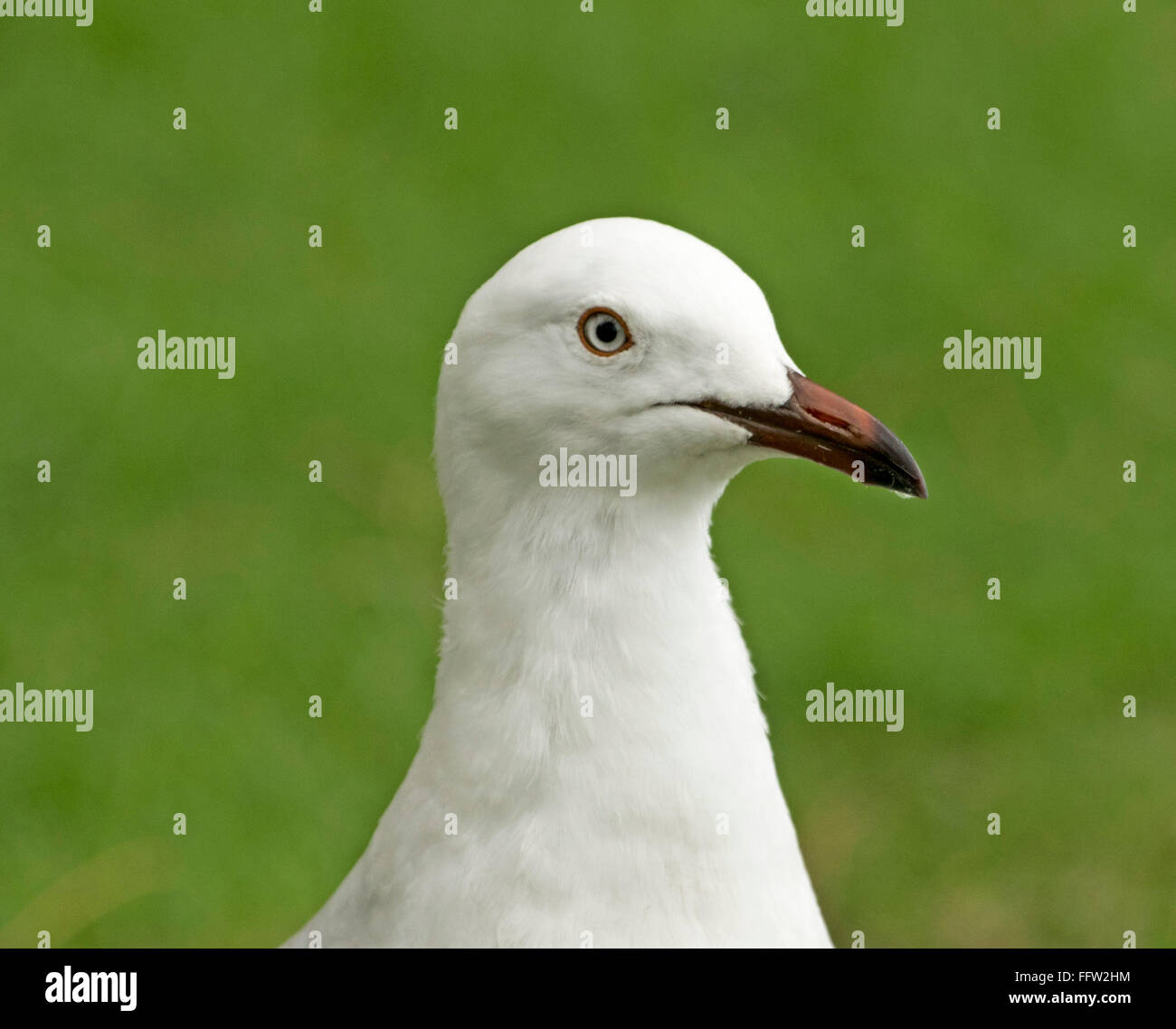 Close-up di alert faccia con occhi luminosi di argento australiano gabbiano seagull Chroicocephalus novaehollandiae contro Smeraldo sfondo verde Foto Stock