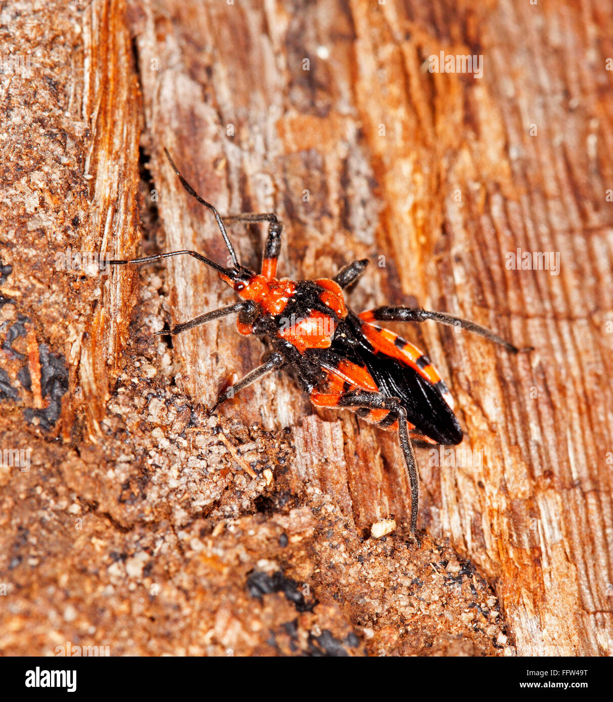 Rosso vivo e nero termite assassin bug Tegea atropicta sulla corteccia di alberi infestati con termiti, benefico insetto in Australia Foto Stock