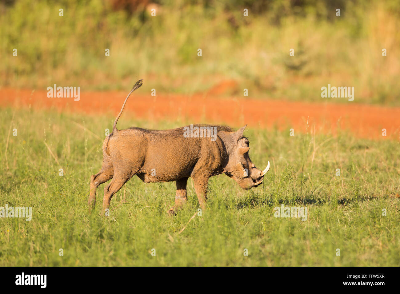 Un warthog con la sua coda in aria Foto Stock