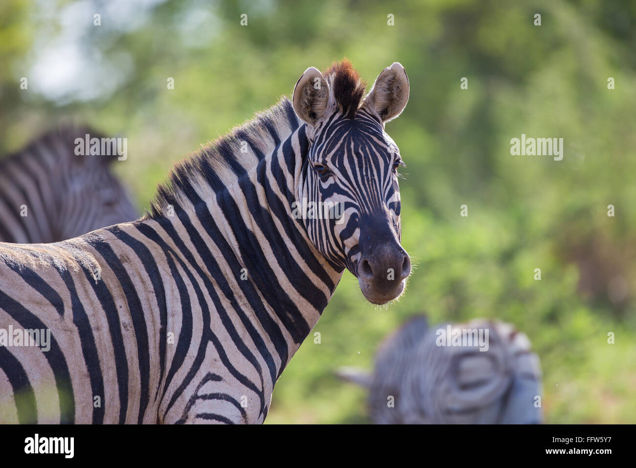 Un ritratto di una zebra guardando sopra la sua spalla Foto Stock