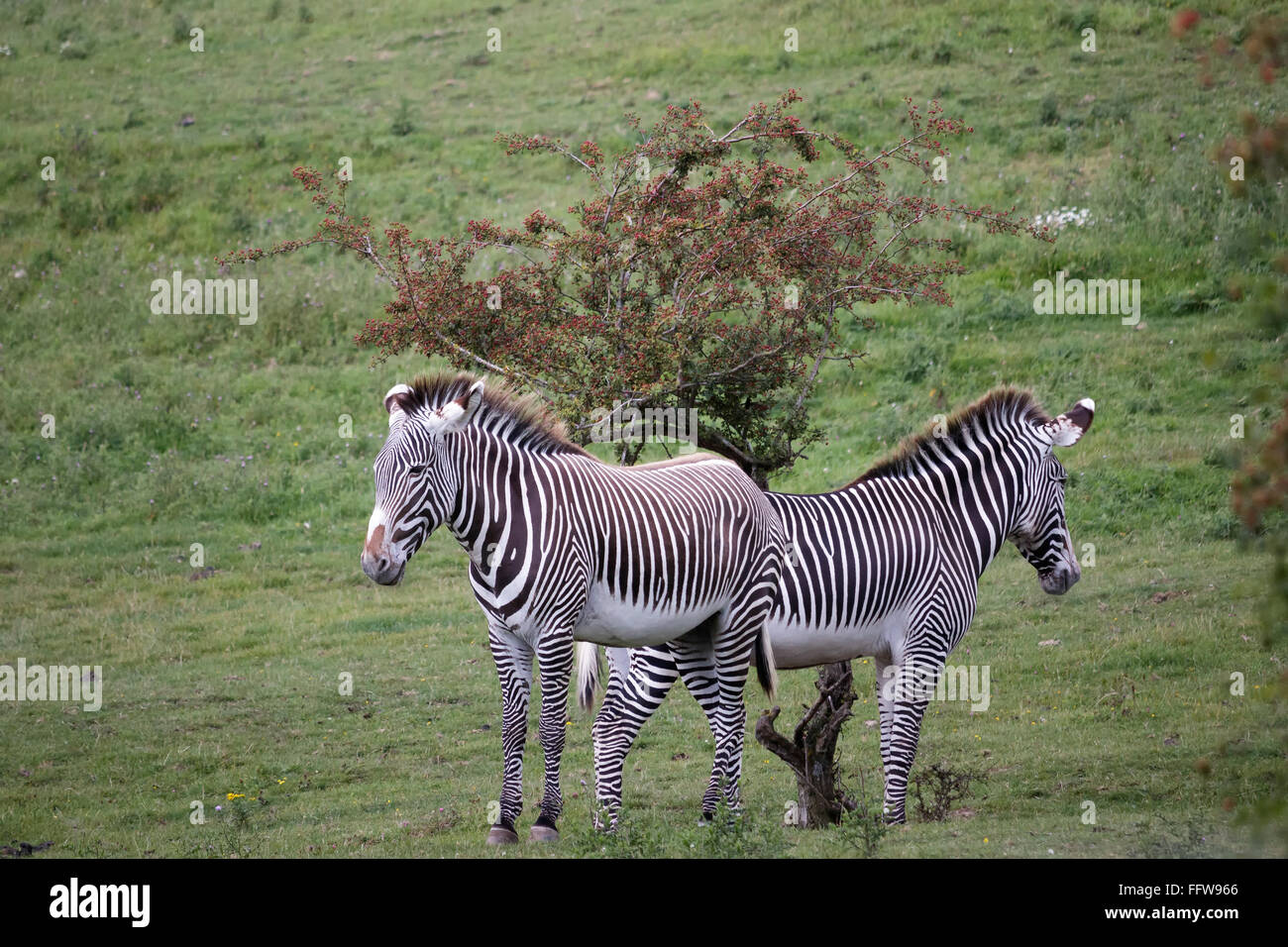 Di Grevy zebra (Equus grevyi) Foto Stock
