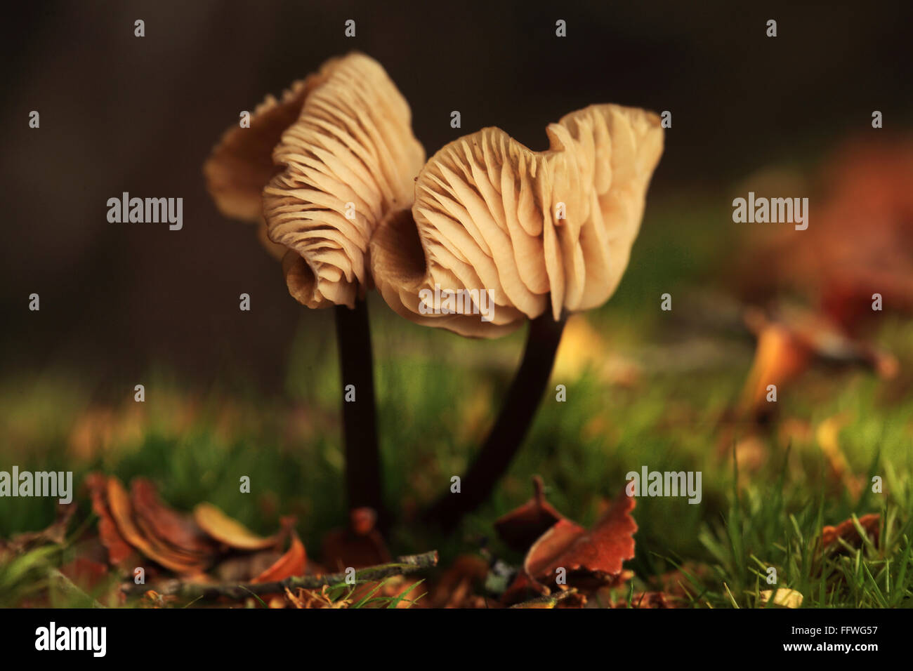 Inland Clam serie. I funghi con sorprendente branchie che ha chiuso a guardare come un clam. Foto Stock
