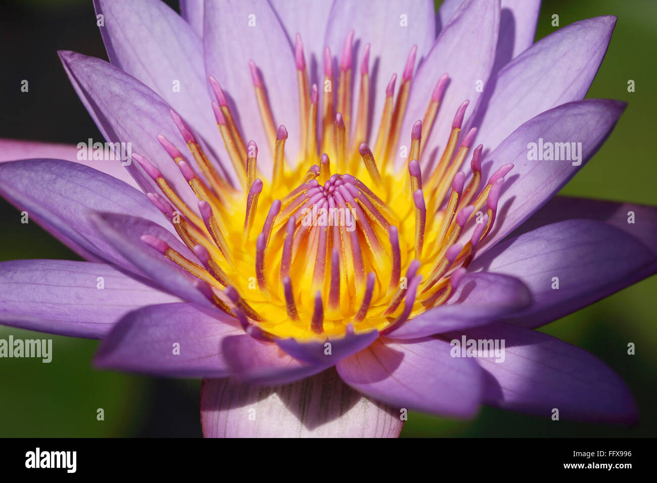 loto egiziano, loto blu, giglio azzurro sacro, giglio d'acqua blu, giglio d'acqua, ninfaea caerulea, Ninfaea nouchali, India, Asia Foto Stock