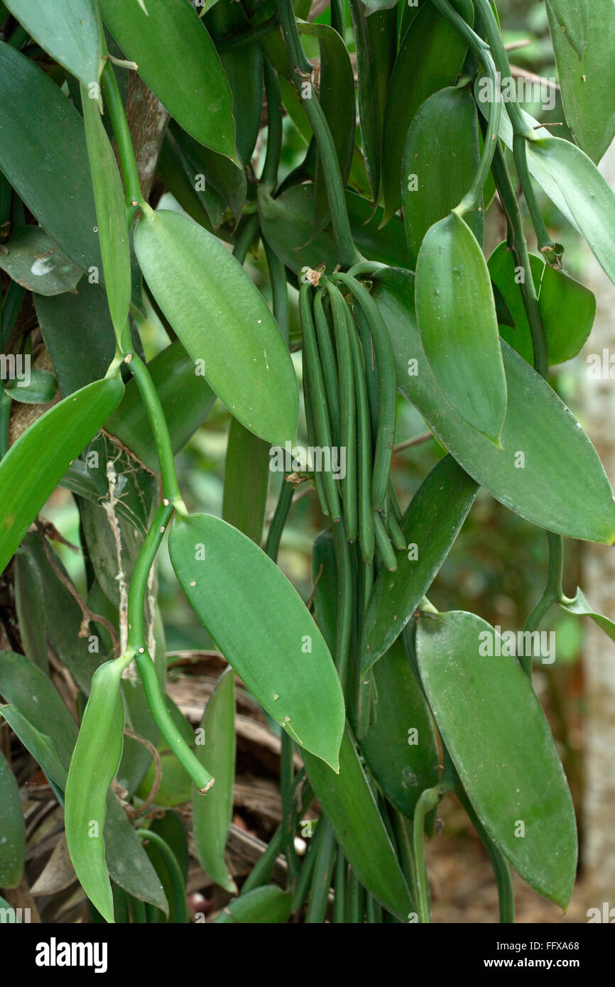 Vaniglia superriduttore pianta e fagioli, Nome botanico - Vanilla planifolia - sapore alimentare, Kerala, India Foto Stock