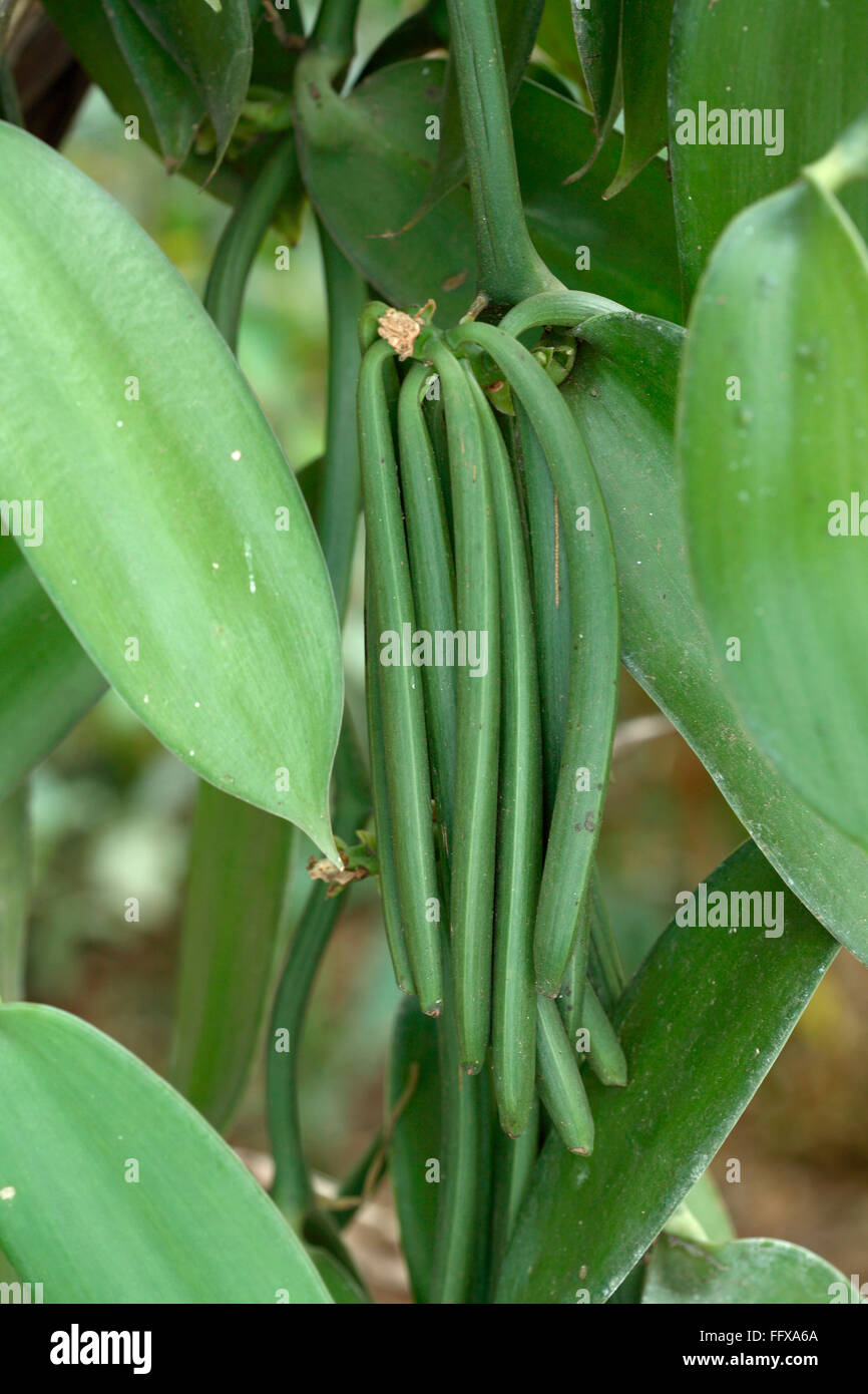 Planifolia di vaniglia, vaniglia in foglie piatte, orchidea di vaniglia,  superriduttore di vaniglia, pianta di vaniglia, fagioli di vaniglia,  Kerala, India, Asia Foto stock - Alamy