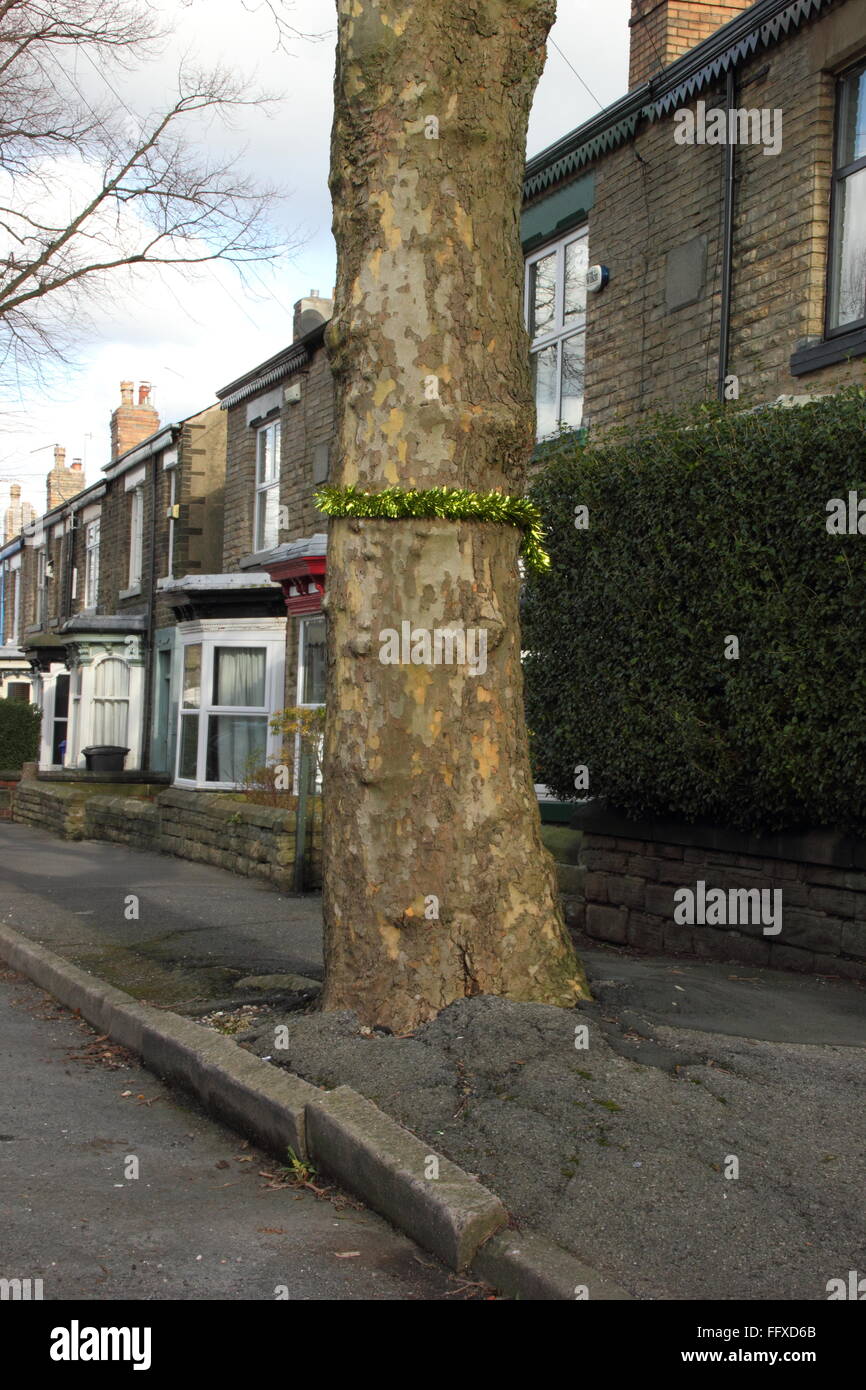 Tinsel intorno ad un albero su una strada alberata in Ecclesall, un elegante sobborgo di Sheffield, denota è stanziato per il taglio Foto Stock