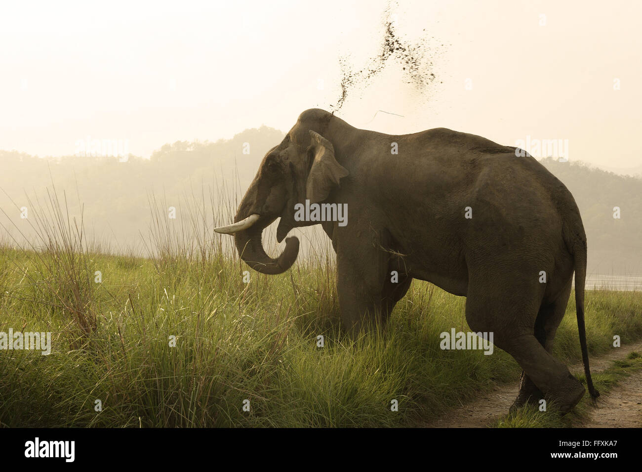 Elefante asiatico tusker Elephas maximus gettare fango , Corbett Riserva della Tigre , Uttaranchal , India Foto Stock