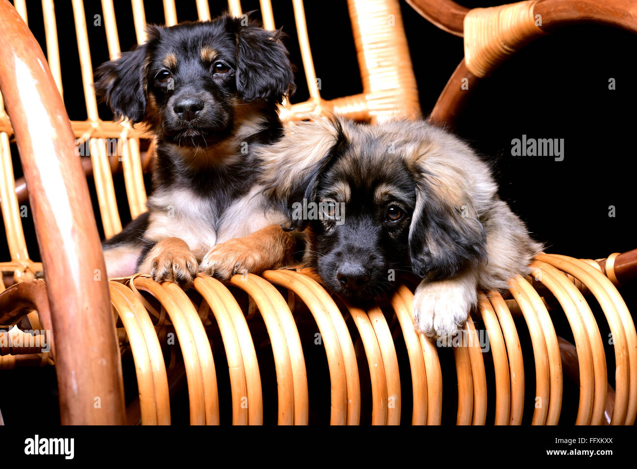 Due carino pupppies posa su un rattan sedia a dondolo Foto Stock