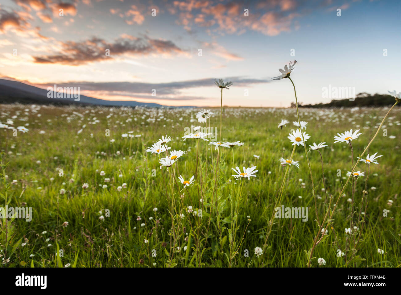 Leucanthemum vulgare (Margherita occhio di bue) a te Muir of Dinnet in Scozia. Foto Stock