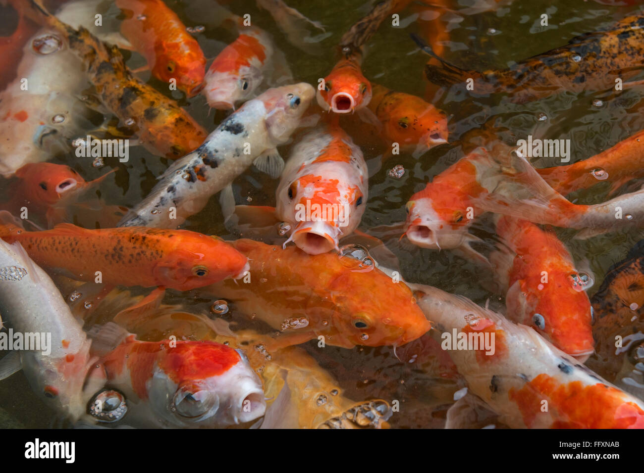 Carpe Koi in uno stagno ornamentale, Bangkok, Thailandia Foto Stock