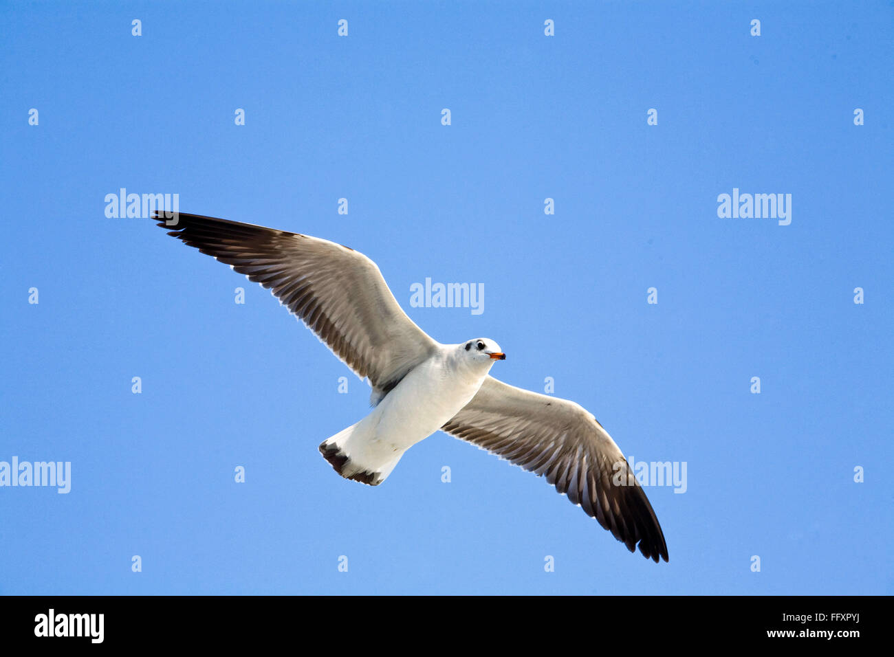 Herring gull Larus argentatus nel cielo blu Foto Stock
