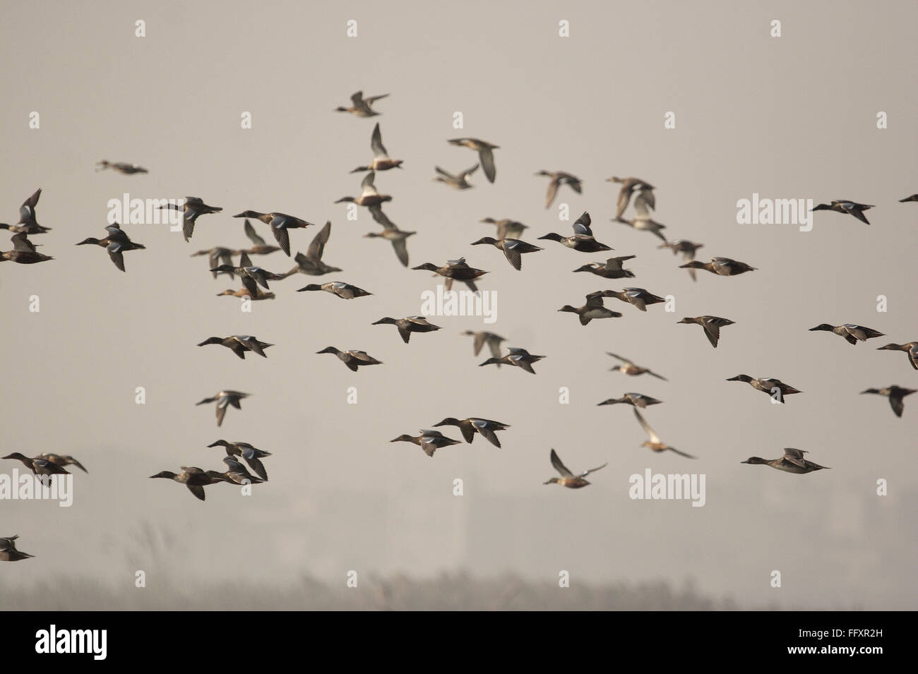 Gli uccelli acquatici battenti in okhla barrage Foto Stock