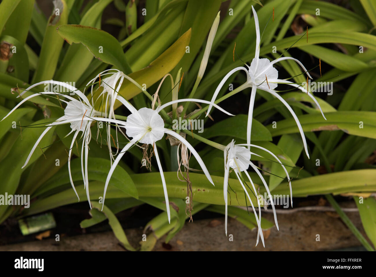 Un peruviano daffodil o spiaggia spider lily, Hymenocallis littoralis, fioriti pianta bulbosa, Thailandia Foto Stock