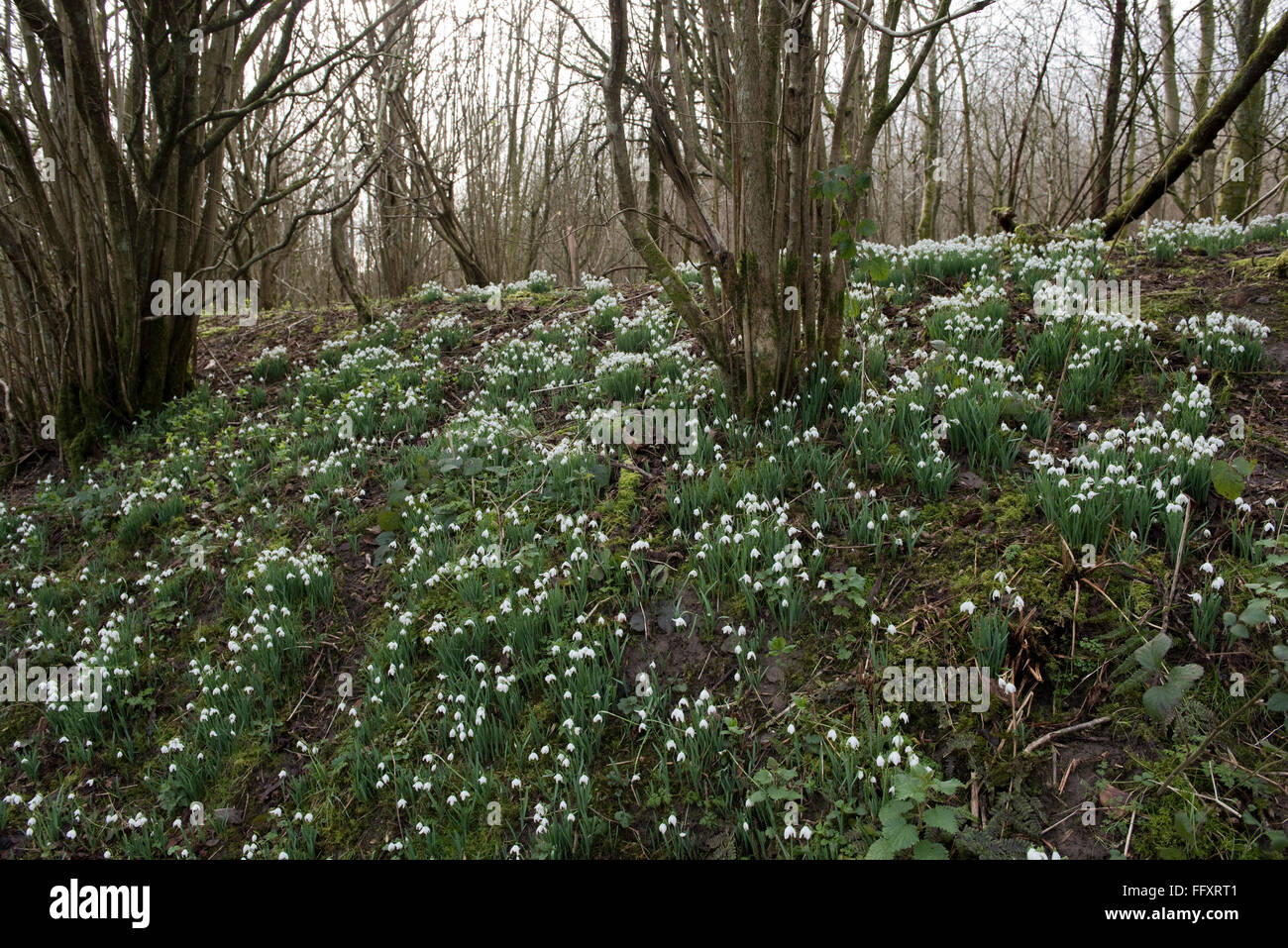 Bucaneve, Galanths nivalis, fioritura in una zona boschiva di cedui hazel nel tardo inverno., Berkshire, Febbraio Foto Stock