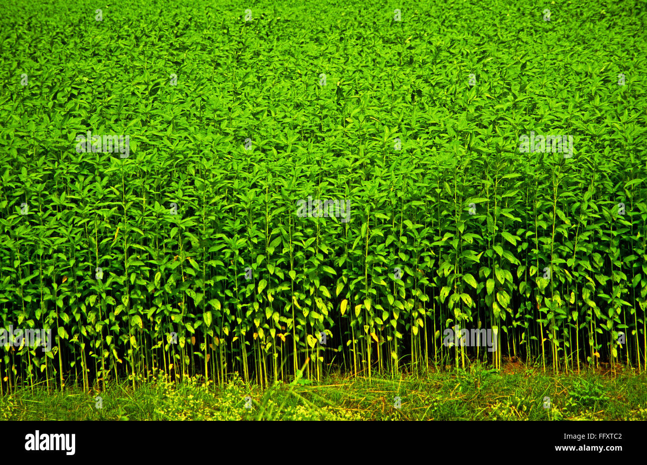 Pianta della iuta, iuta di tossa, Corchorus olitorius, la muta dell'ebreo, okra del cespuglio, Nalta jute, jute mallow, Mayapur, Bengala Occidentale, India Foto Stock