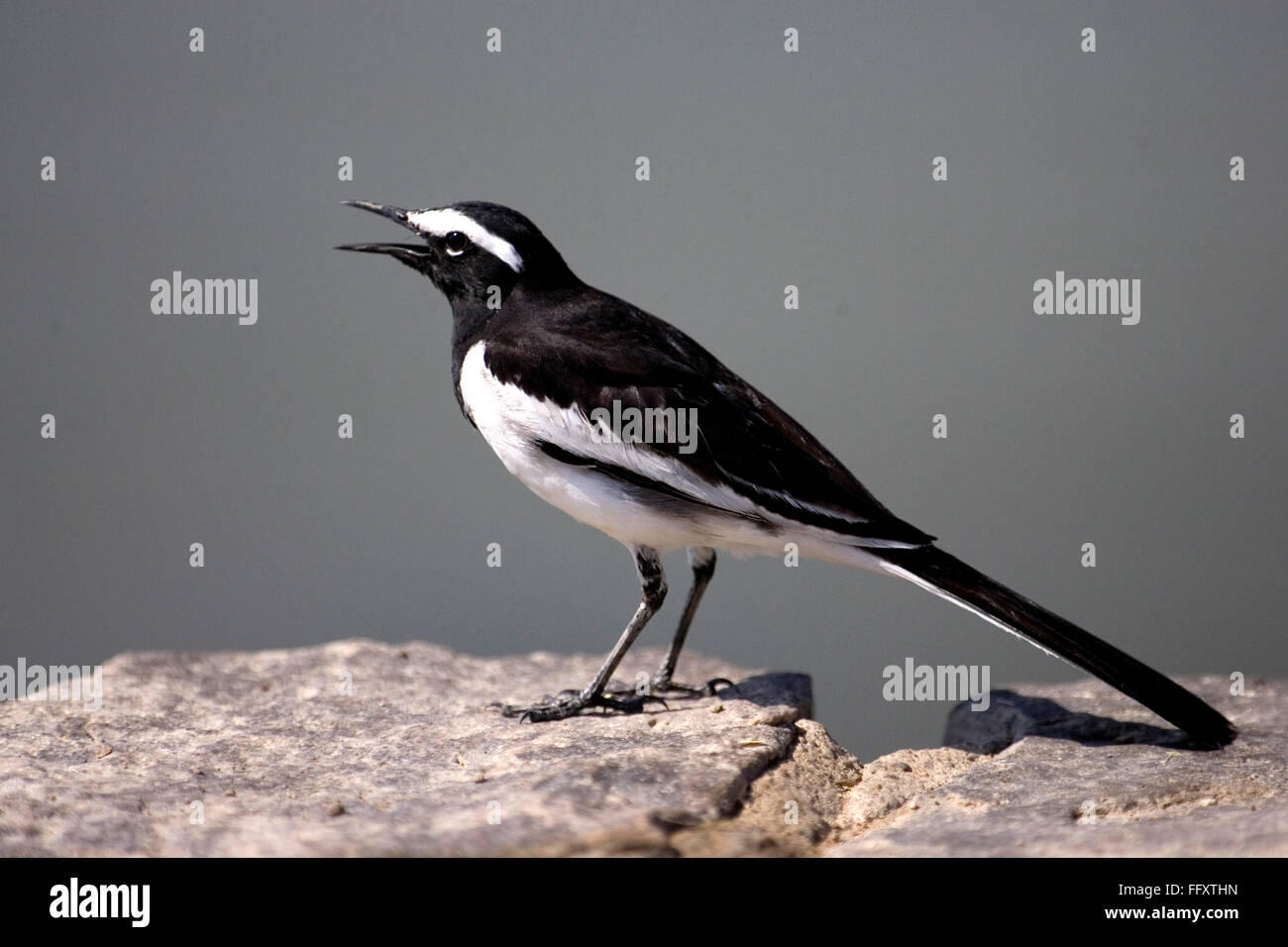 White browed wagtail uccello bianco e nero Foto Stock