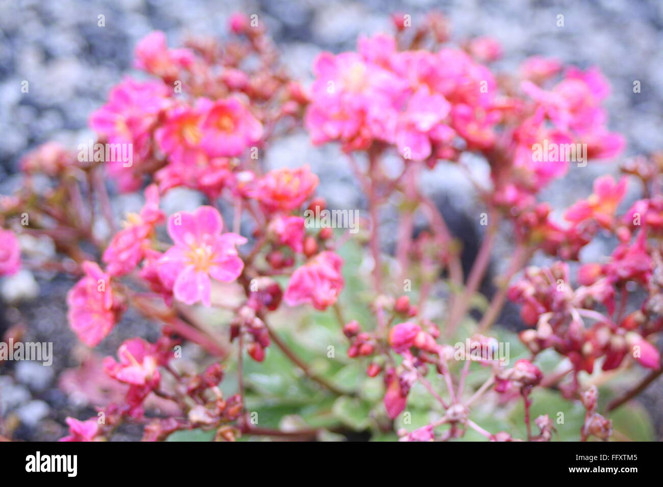 Fiore rosa Foto Stock