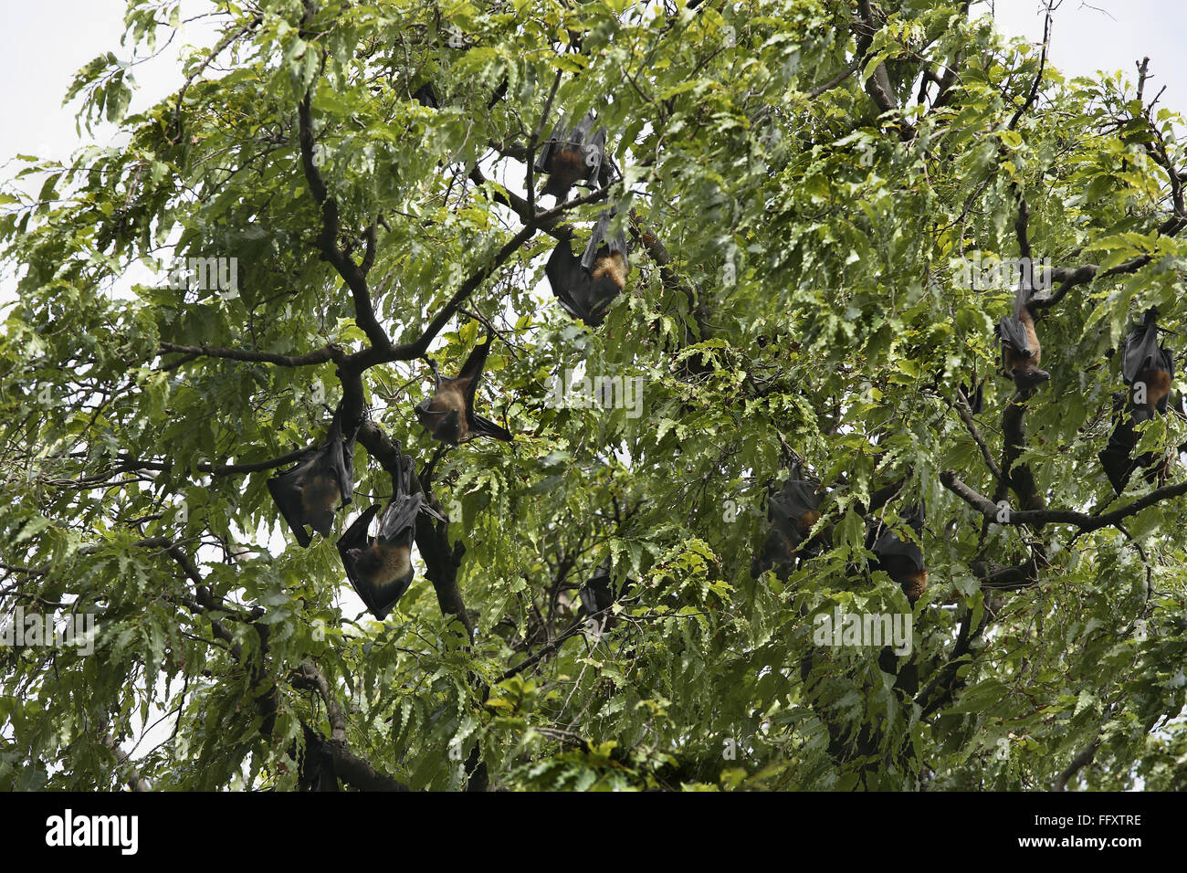 Indian flying fox trovati nel distretto Bhuj , Kutch , Gujarat , India Foto Stock