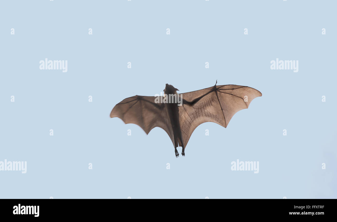 Indian flying fox trovati nel distretto Bhuj , Kutch , Gujarat , India Foto Stock