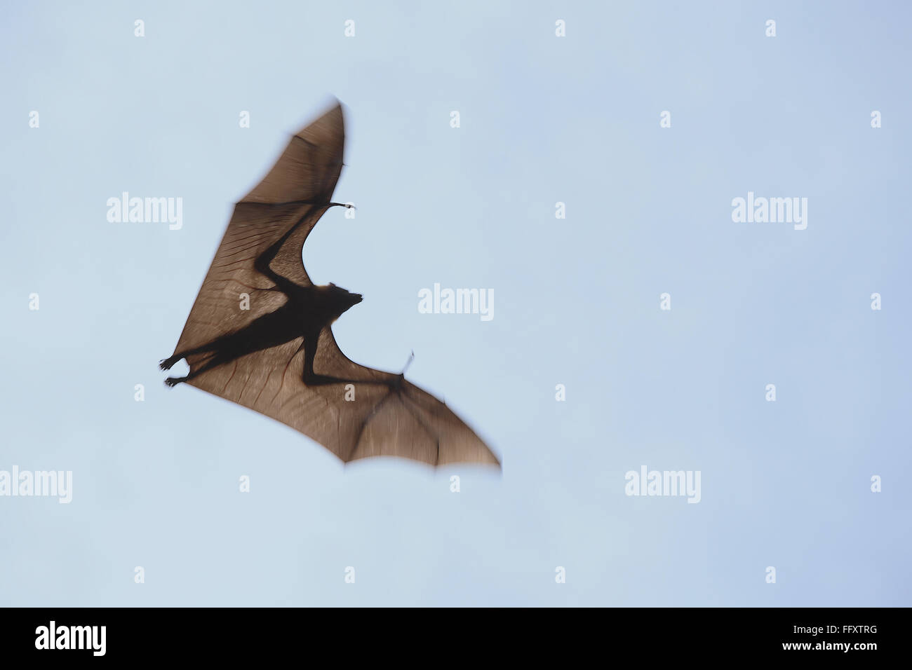 Indian flying fox trovati nel distretto Bhuj , Kutch , Gujarat , India Foto Stock
