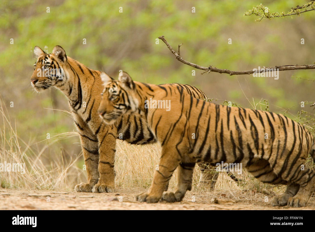 Tigers Panthera Tigris tigre del Bengala in Ranthambore riserva della tigre parco nazionale , Rajasthan , India Foto Stock