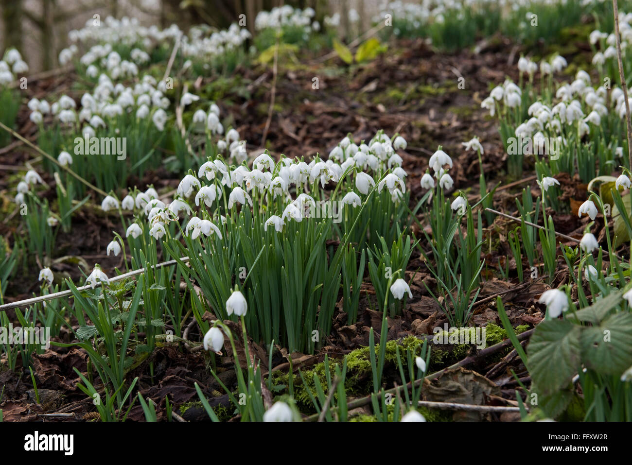 Bucaneve, Galanths nivalis, fioritura in una zona boschiva di cedui hazel nel tardo inverno., Berkshire, Febbraio Foto Stock