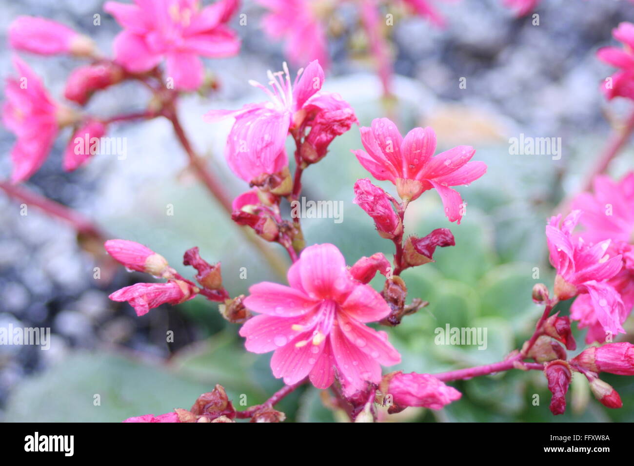 Fiore rosa Foto Stock