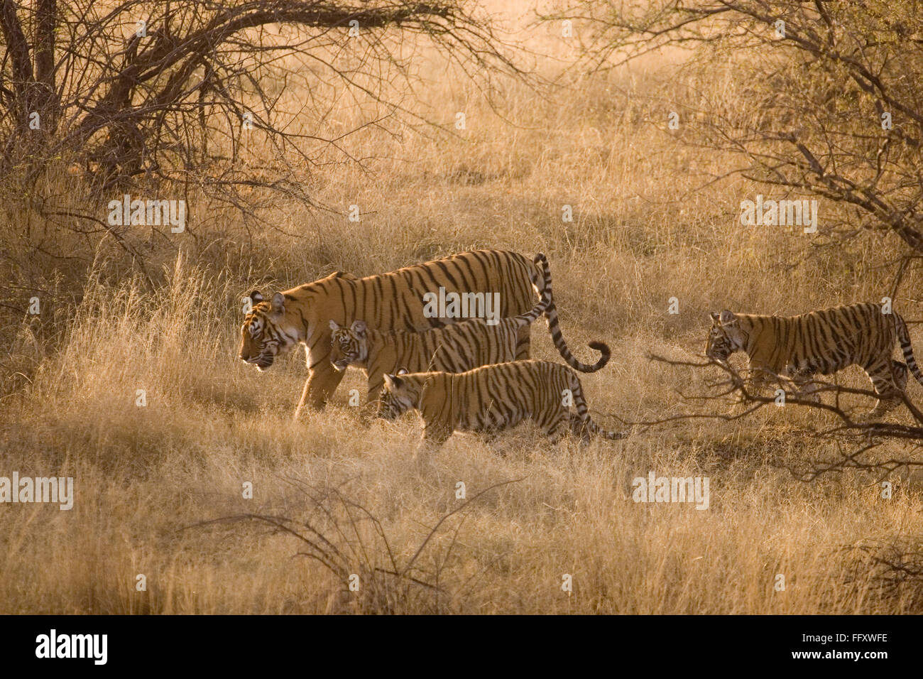 Tigre con i cuccioli Panthera Tigris tigre del Bengala secco praterie Ranthambore riserva della tigre parco nazionale di Rajasthan Foto Stock