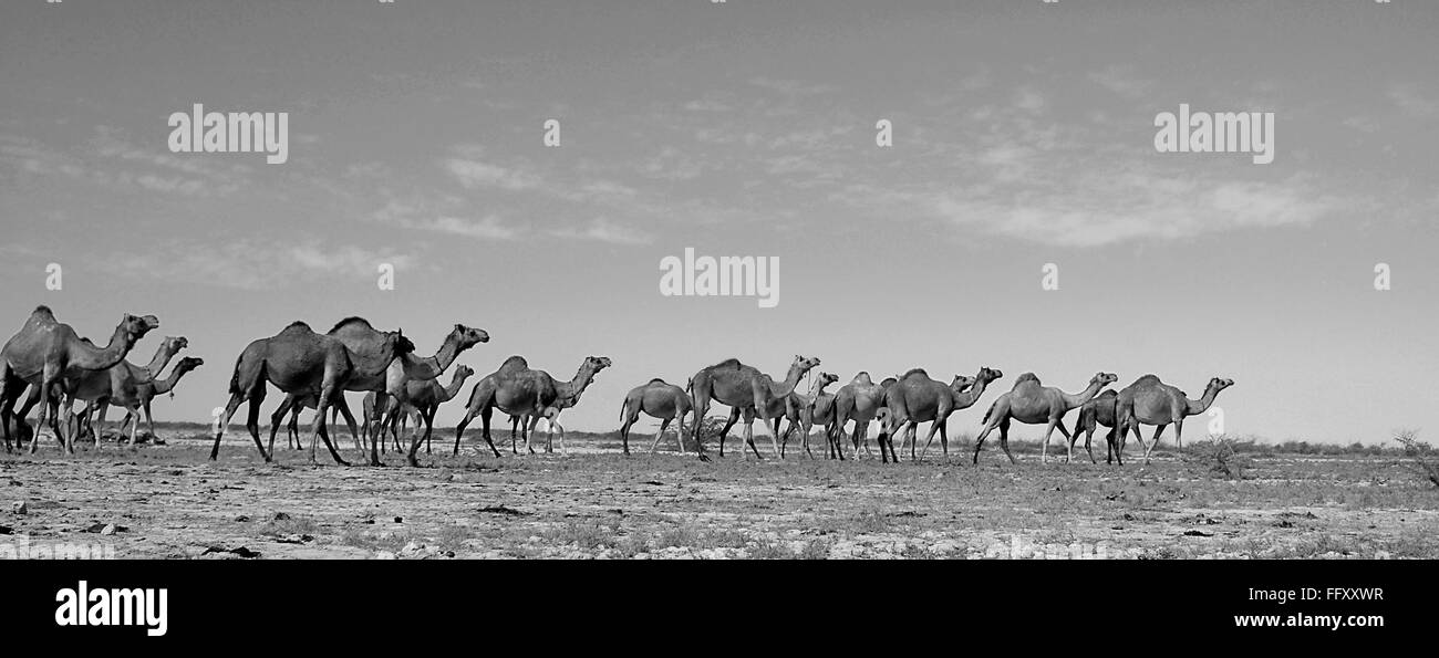 Allevamento di cammelli , Kutch , Gujarat , India Foto Stock