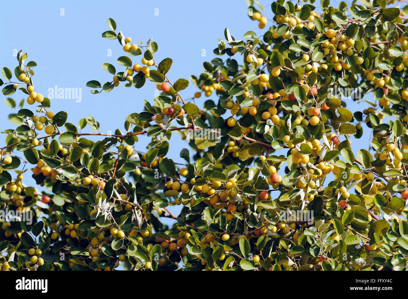 Albero di guava immagini e fotografie stock ad alta risoluzione - Alamy