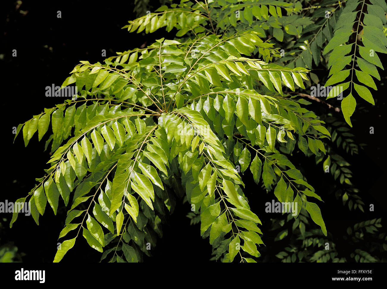 Spezie verde , Herb foglie di alloro sono utilizzate in cucina per insaporire , India Foto Stock