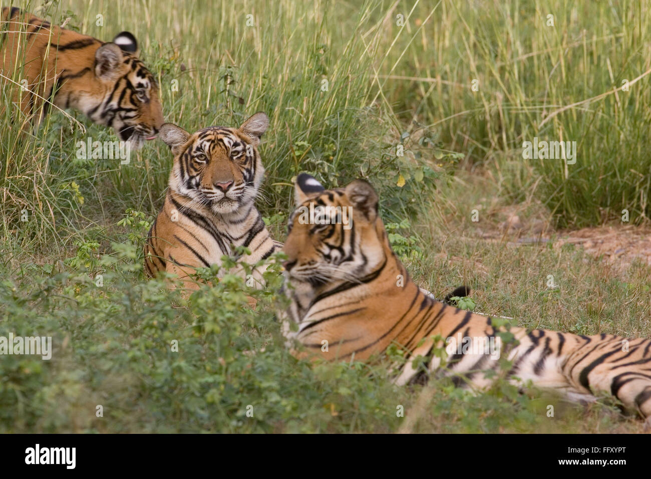 Tigers Panthera tigris in appoggio , Ranthambore riserva della tigre , Rajasthan , India Foto Stock