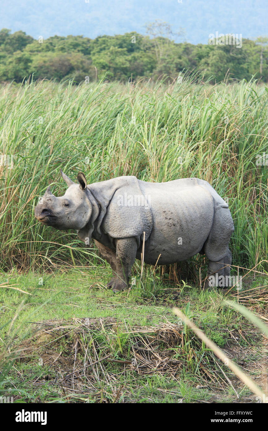 Rhino un corno di rinoceronte unicornis nel parco nazionale di Kaziranga , Assam India Foto Stock
