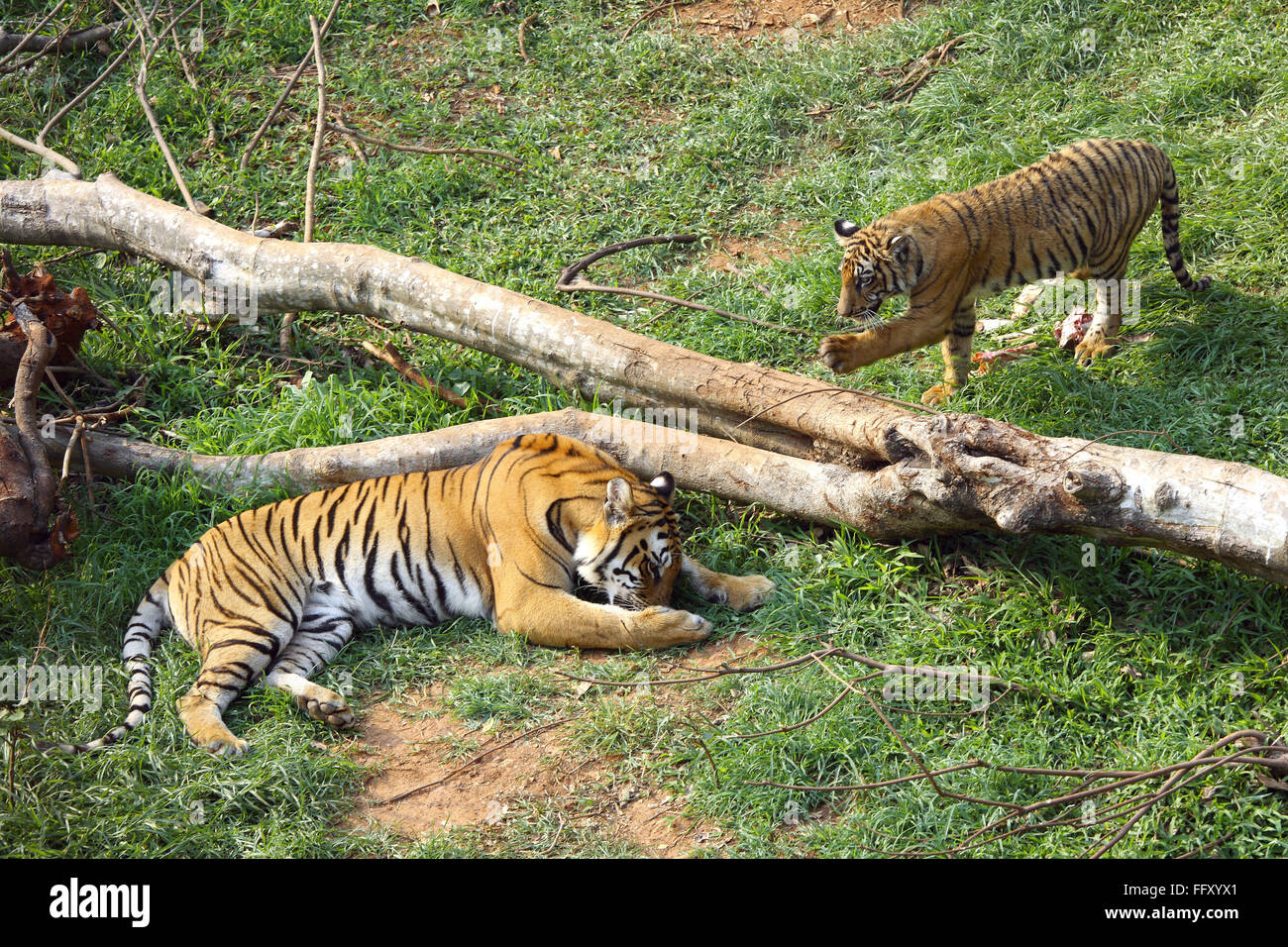 Tigre del Bengala Panthera tigris con giocosa cub di Guwahati zoo , Assam India Foto Stock